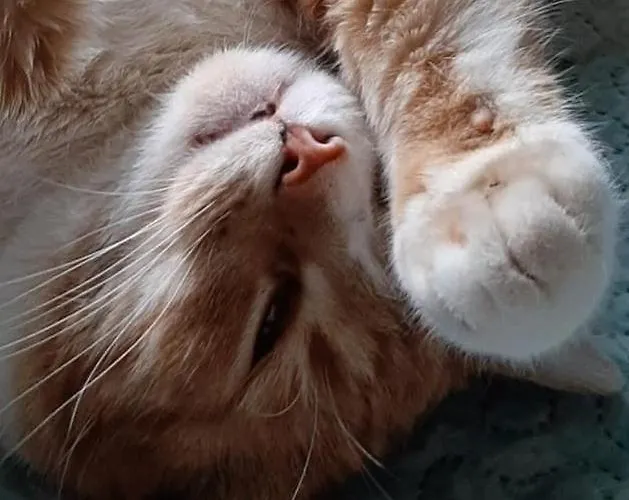 Casa rural Sepa Talu *